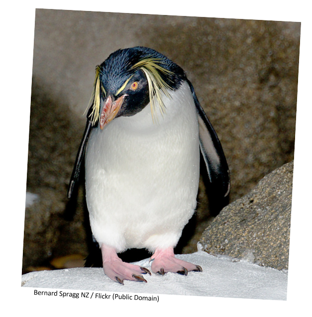 A rockhopper penguin standing in the snow.