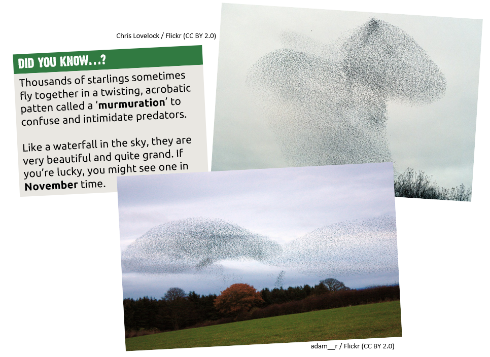 Did you know: Thousands of starlings fly in patterns called murmurations around November to confuse and intimidate predators.