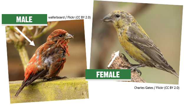 A red male crossbill and a green female crossbill.