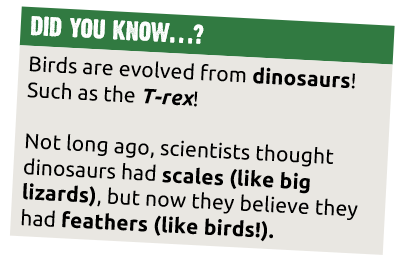 Did you know: Birds are evolved from dinosaurs! Scientists once thought birds had scales, but now they think it was feathers!