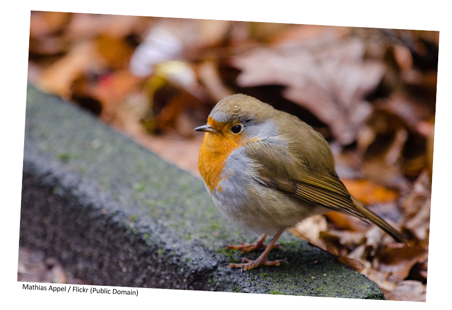 A robin sitting on a rock