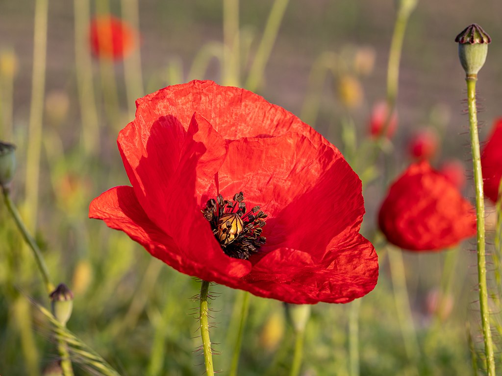 A bright red poppy