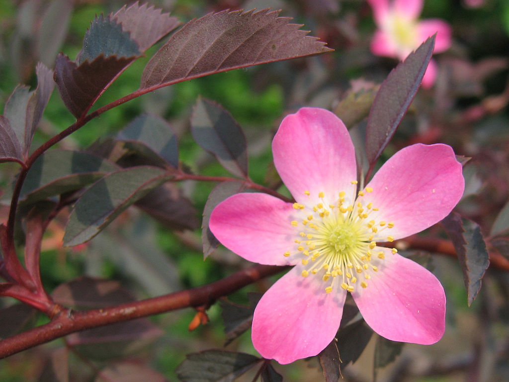 A single, 5 petal pink rose with yellow centre