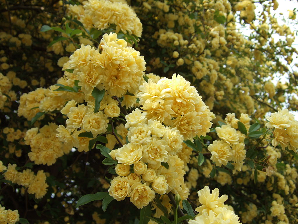 Clusters of multi-petal yellow roses