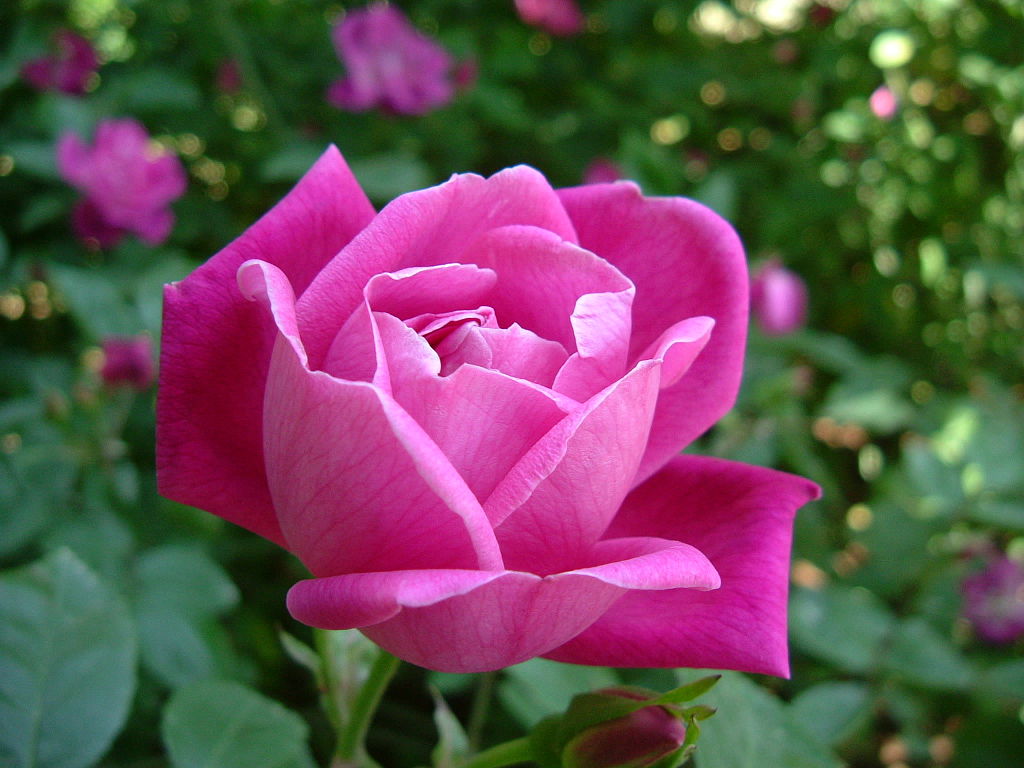 a pink rose with multiple petals