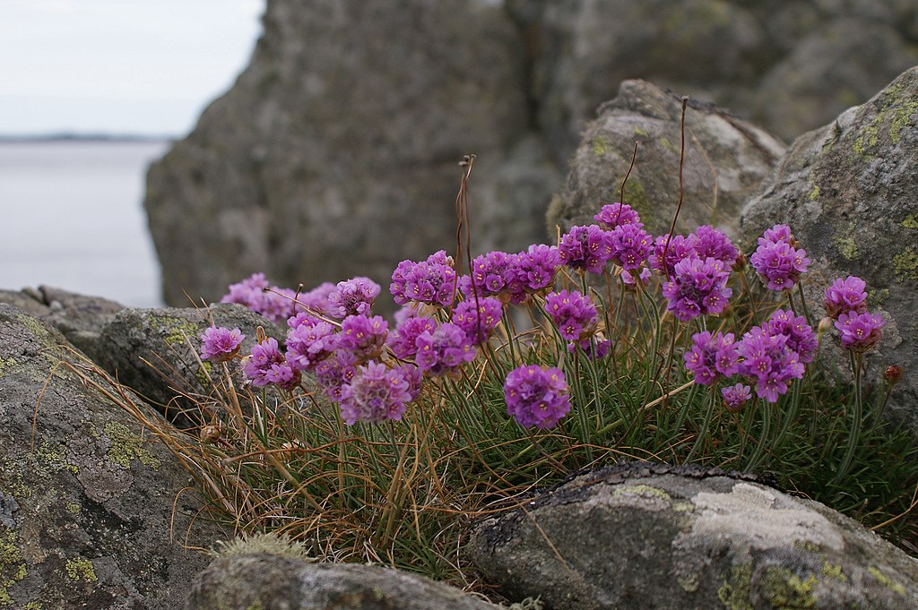 purple blooms on green stems, growing in gape in rocks by the coast