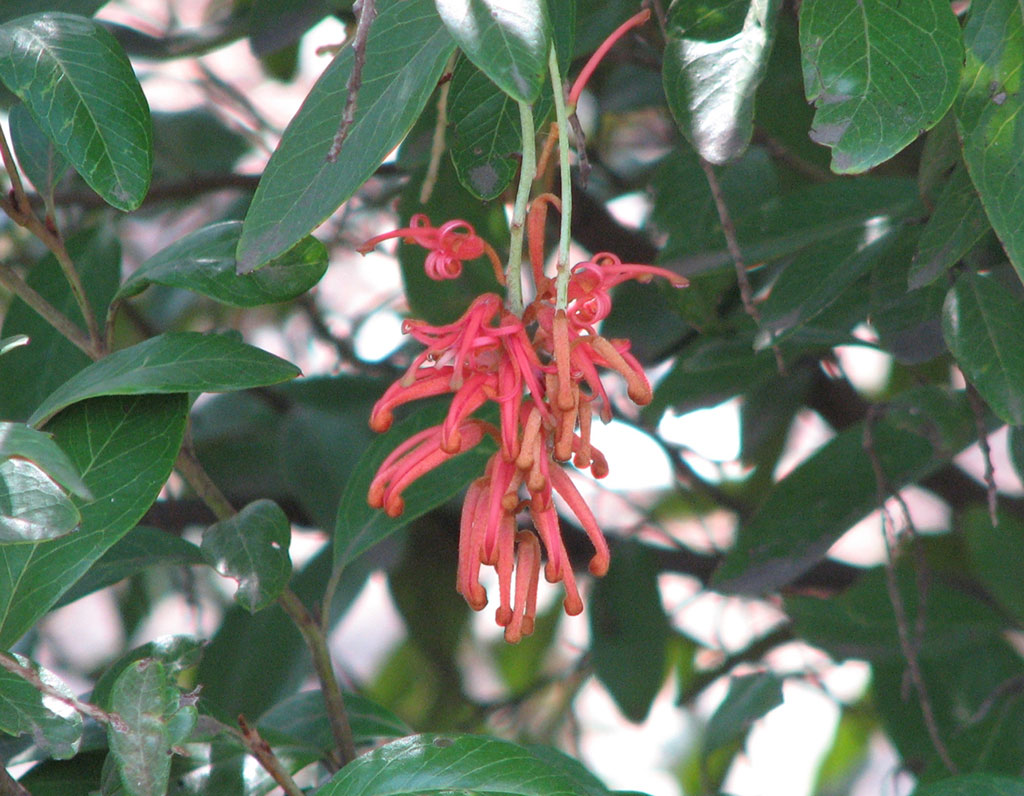 Dark green leaves with a clump of long red flowers extending downwards in centre