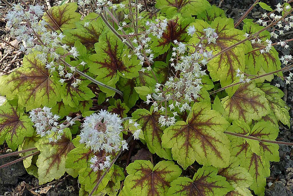 Two coloured leafy plant with clumps of small white flowers