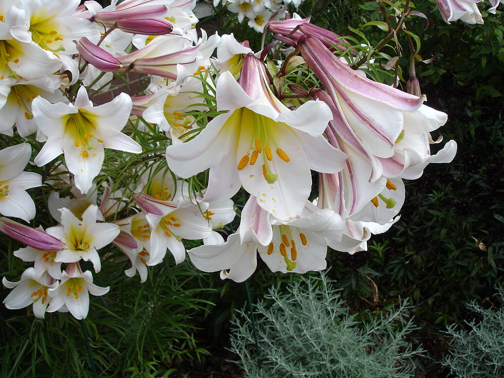 Flowering plant with trumpet shaped blooms in pink and white, with yellow centres