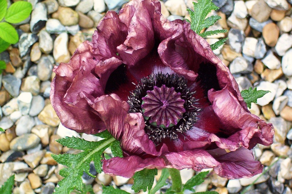 poppy-like bloom in purple, growing close to ground among pebbles