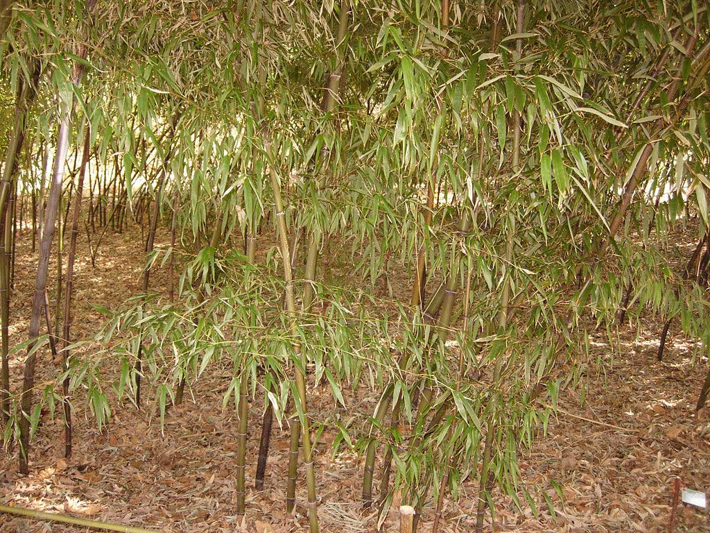 An area of bamboo shoots growing close together