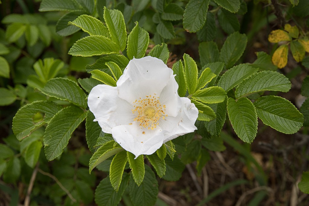 A small plant with bright green leaves and a single white flower with four wide petals and a yellow centre.