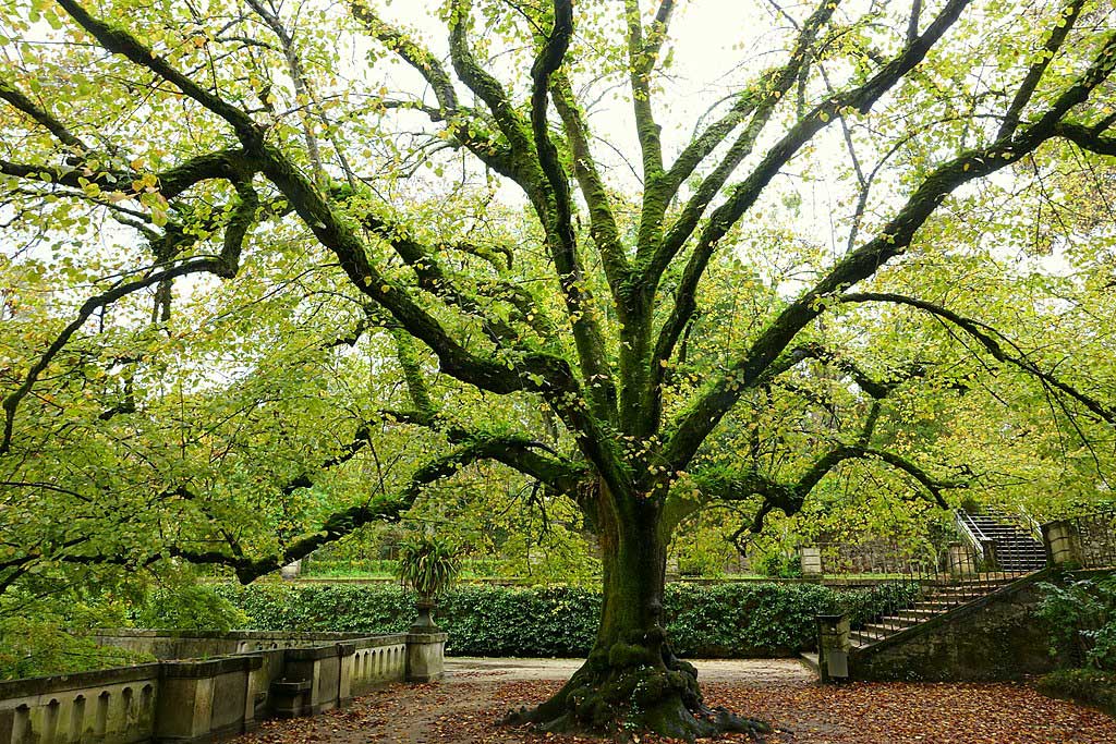 Tree with branches extending upwards and in all directions, covered in small green leaves