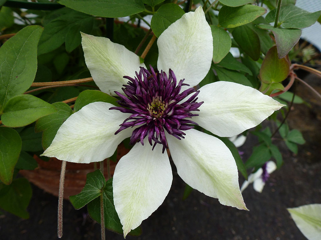 6 wide petals on this blooom in a soft green white with vibrant purple and  yellow centre