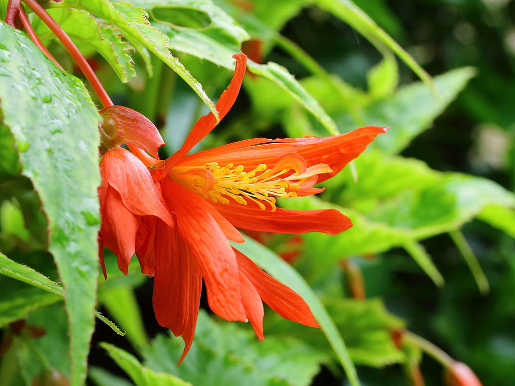 Long red petals with a cellow centre against a backgrop of bright green leaves