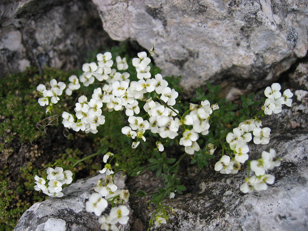 Small white clumps of flowers growing within cracks in rocks
