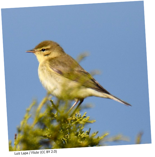 A willow warbler sitting on the top of a tree