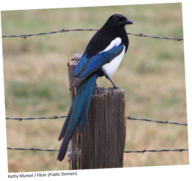 A magpie sitting on a fence post.