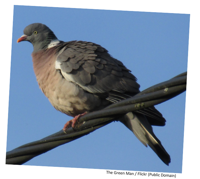 A pigeon sitting on a high-up wire.
