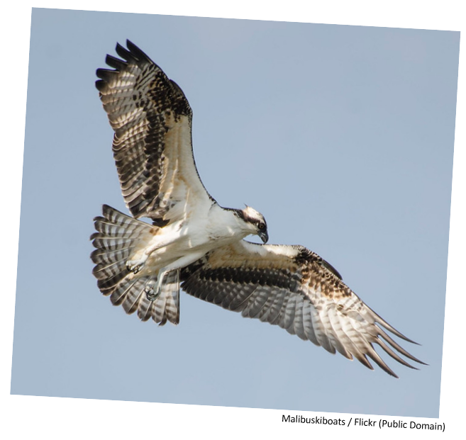 An osprey flying in the sky with its wings spread open.