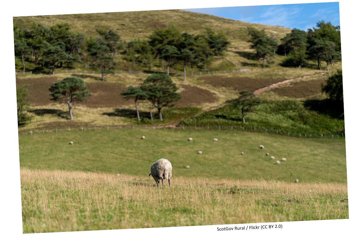 Sheep in a sunny, hilly field with more hills in the background.