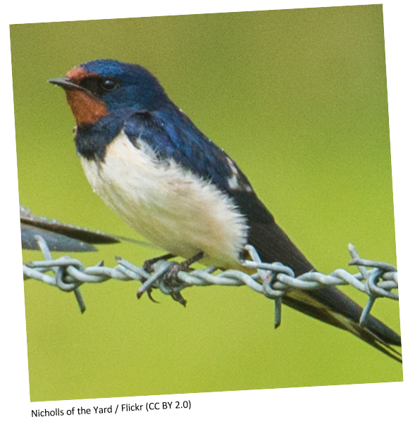 A barn swallow sitting on a barbed wire fence.