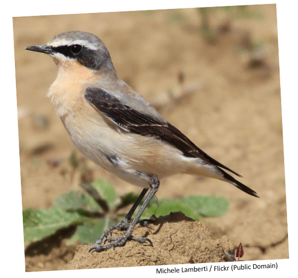 A wheatear standing on the dusty ground in front of a plant.