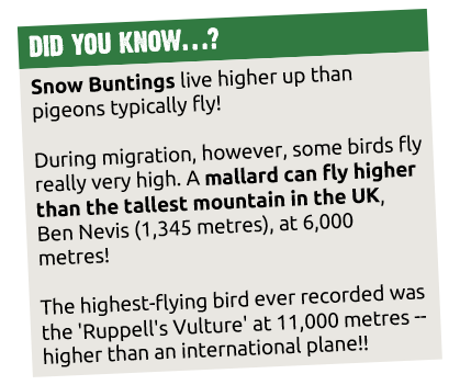 Did you know: Snow Buntings live higher up than pigeons typically fly! Mallards migrate flying higher than Ben Nevis! 