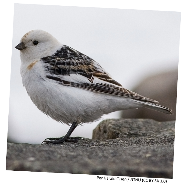 A white Snow Bunting sitting on a rock upon winter hilltops.