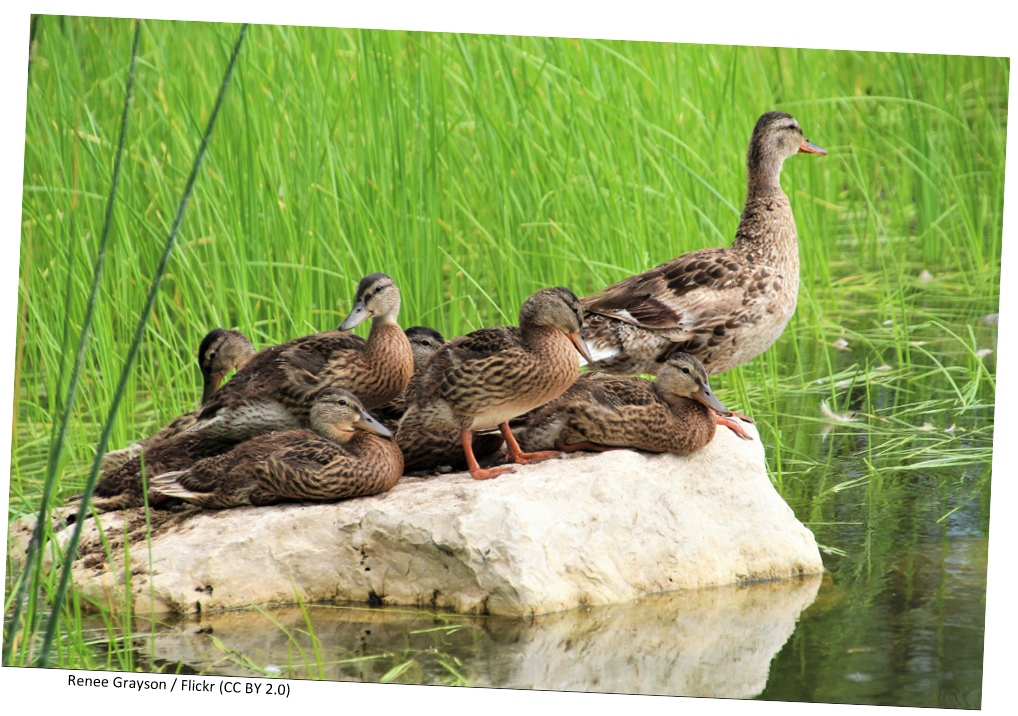 A female mallard standing on a rock in the water with her ducklings.