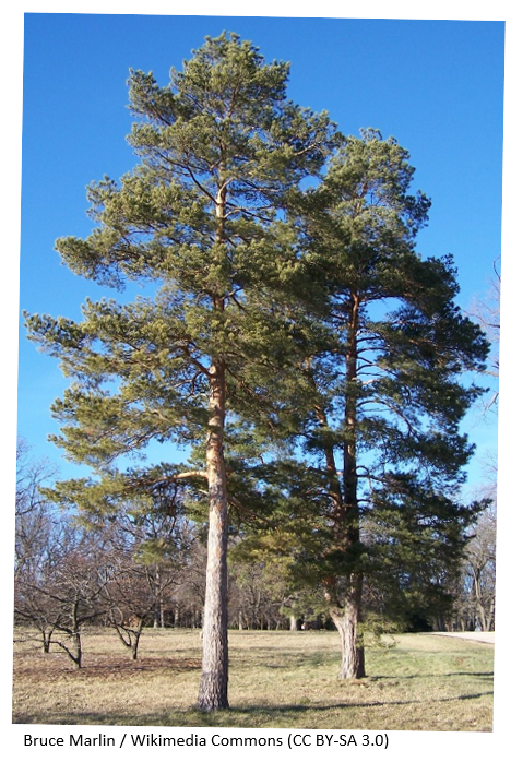 Two tall Scots Pine trees standing in a field by as gravel track.