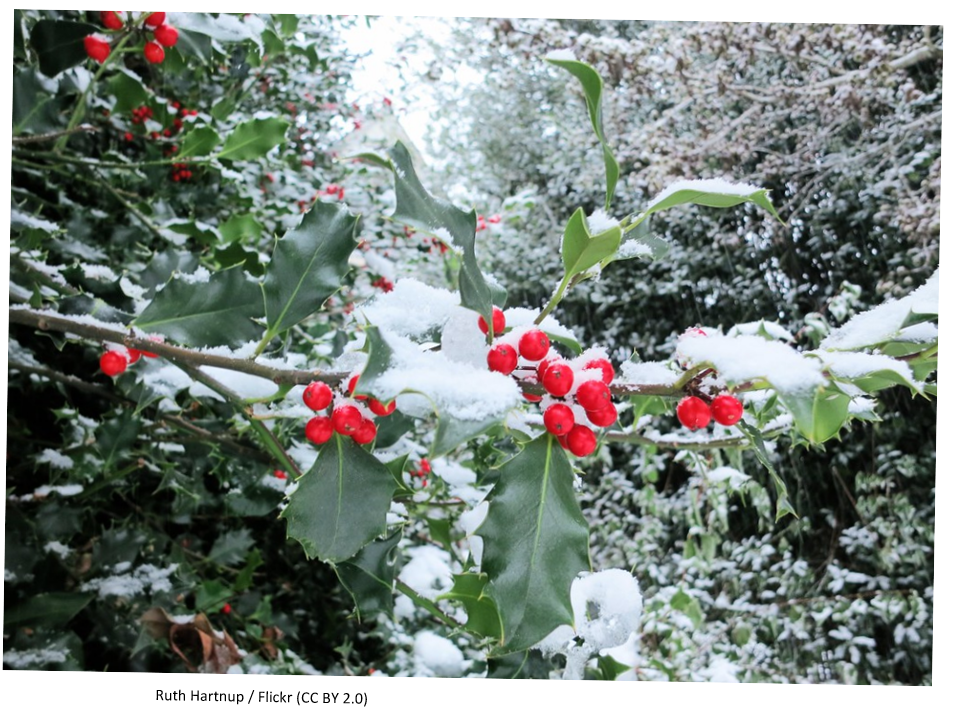 Holly berries in the winter covered in snow.