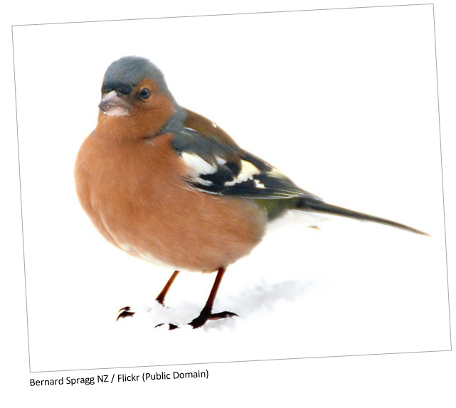 A chaffinch in the snow.