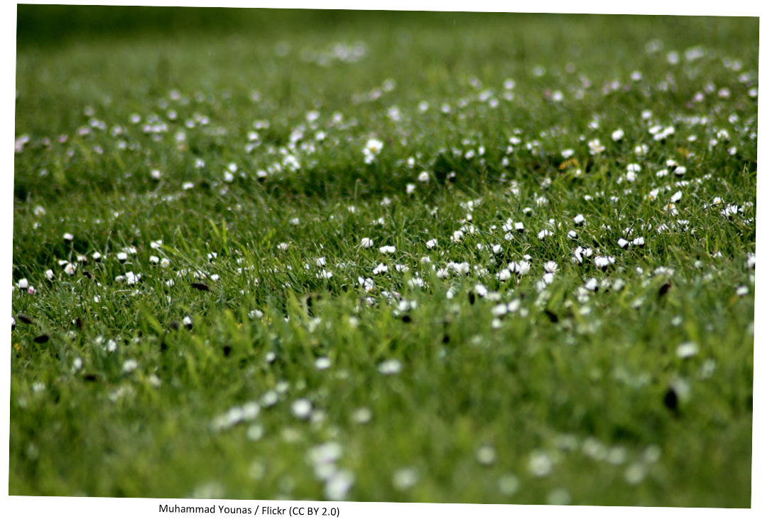 A field of daisies in a field in summer.