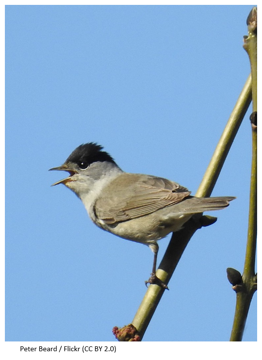 A blackcap sitting on a twig up a tree with a blue, sunny sky background.