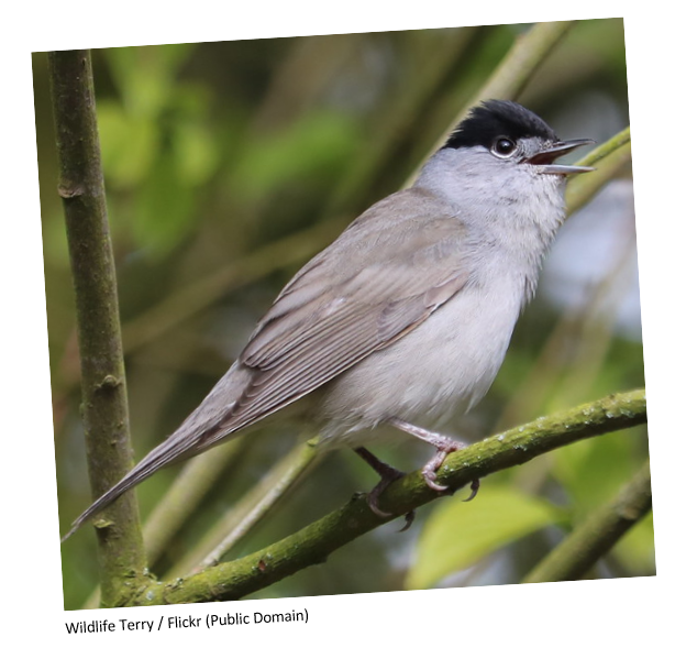 A blackcap sitting on a green branch in the trees.