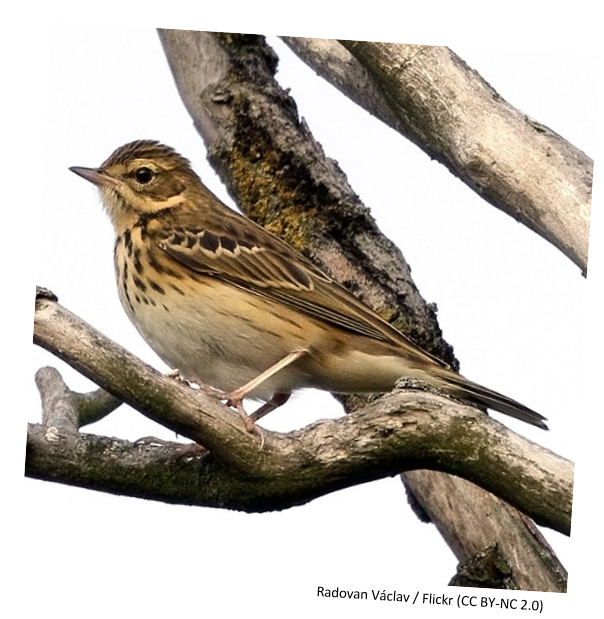 A tree pipit sitting on a branch in a tree.