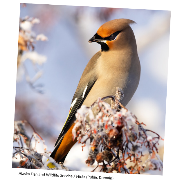 A waxwing sitting on a frosty branch in a snowy forest.