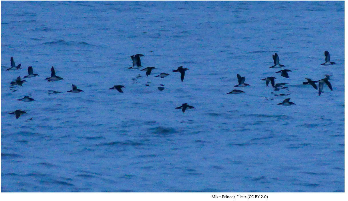 A group of Manx Shearwaters floating in the sea.