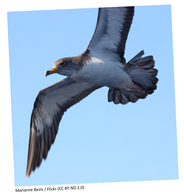 A Manx shearwater flying wings spread open with a blue sky background.