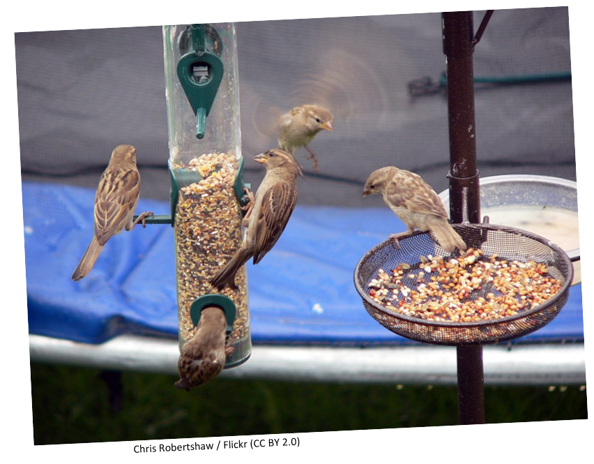 Juvenile House Sparrows eating seeds and nuts from a bird feeder.