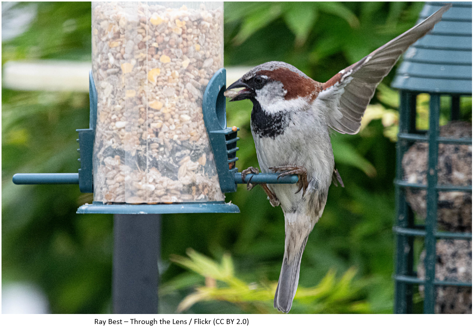 A House Sparrow eating seeds from a feeder whilst landing.