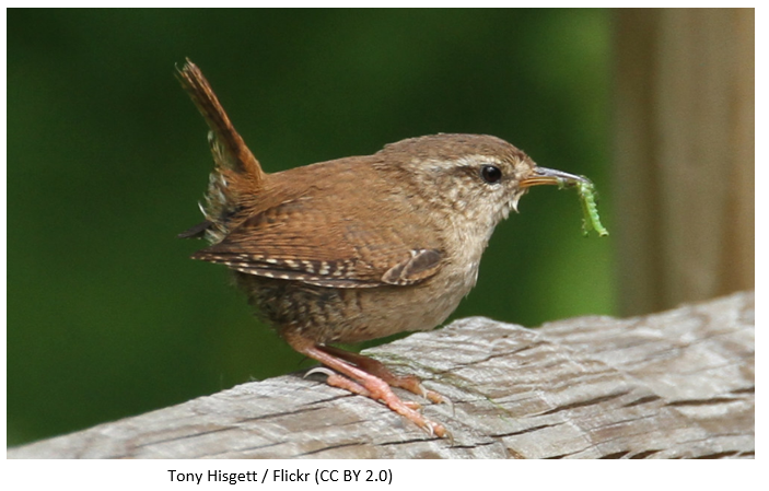 A wren with a green caterpillar in its mouth.