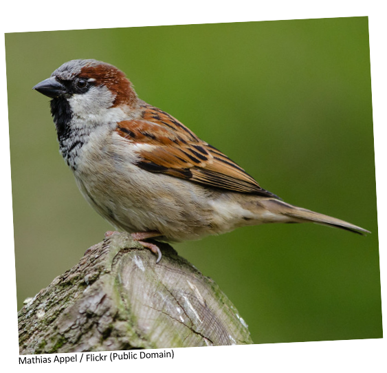A House Sparrow sitting on a stump.