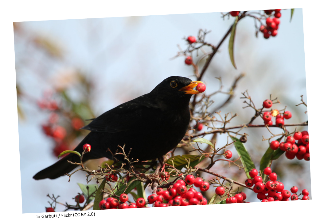 A blackbird eating a holly berry.