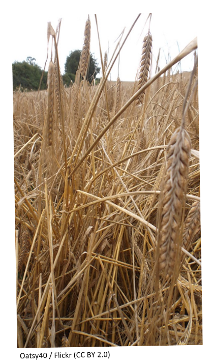 A field of barley.