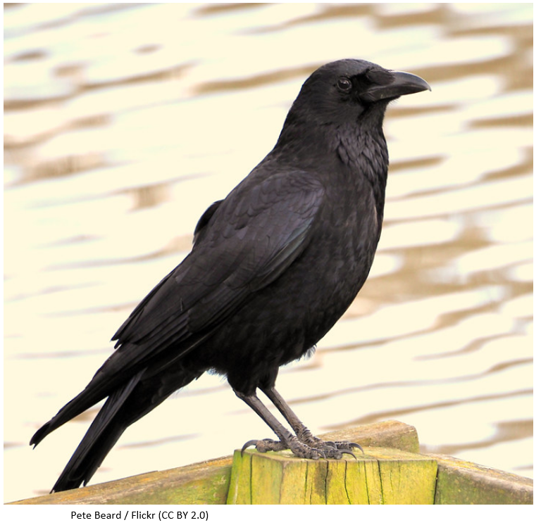A Carrion Crow sitting on a fence post.