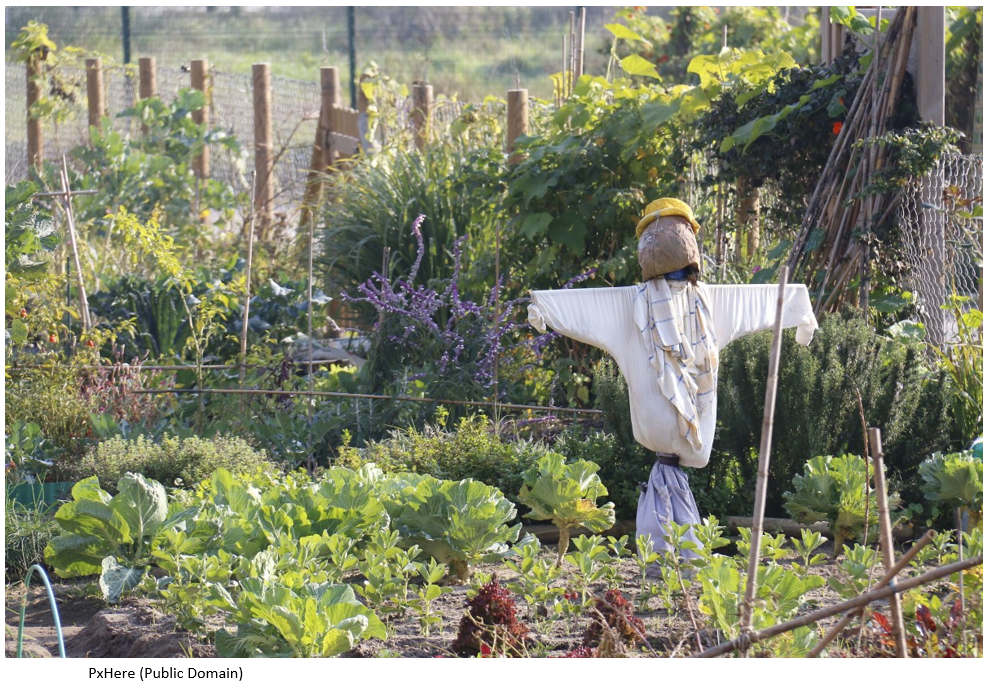 A scarecrow in a vegetable patch
