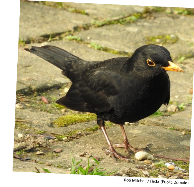 A blackbird standing on the ground.