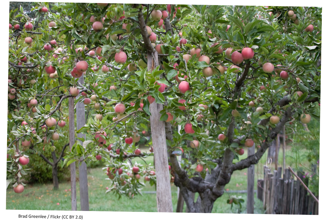 An apple tree orchard 